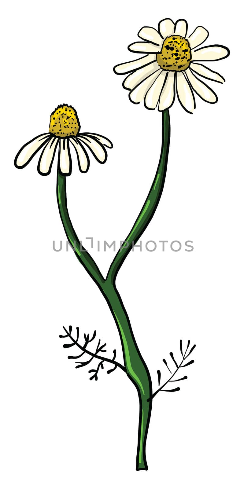 Two daisies flower , illustration, vector on white background