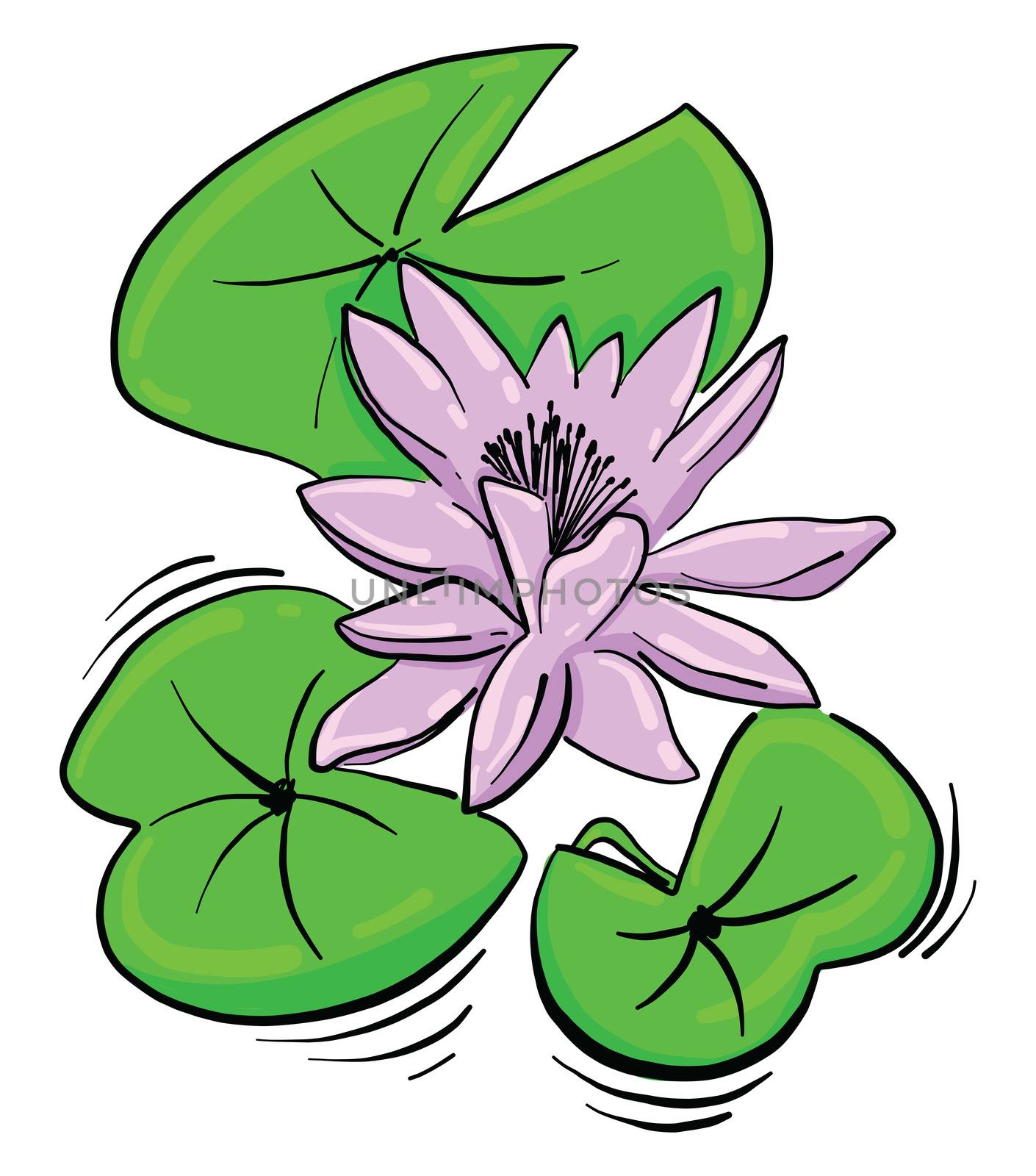 Water lilies , illustration, vector on white background