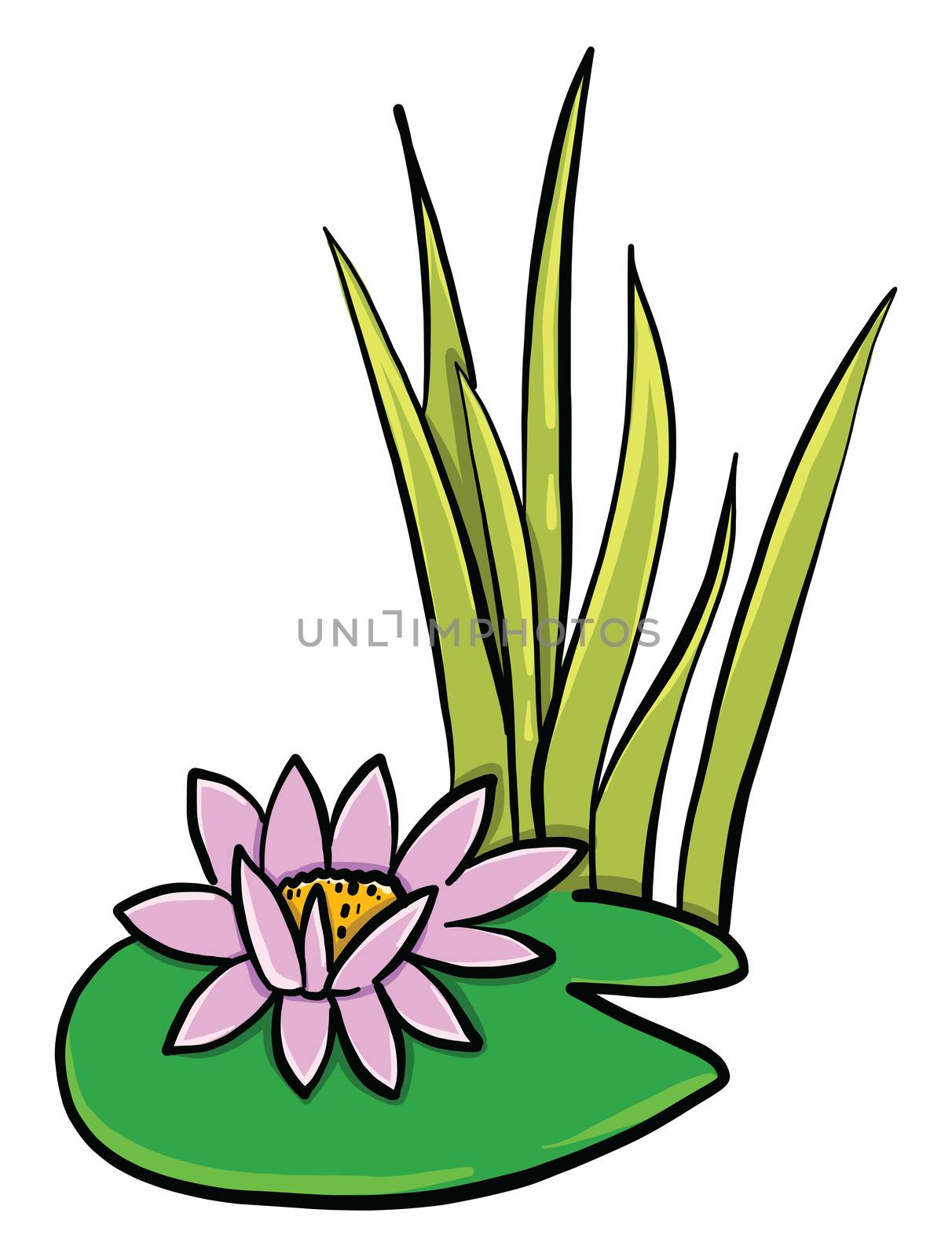 Lotus flower , illustration, vector on white background by Morphart