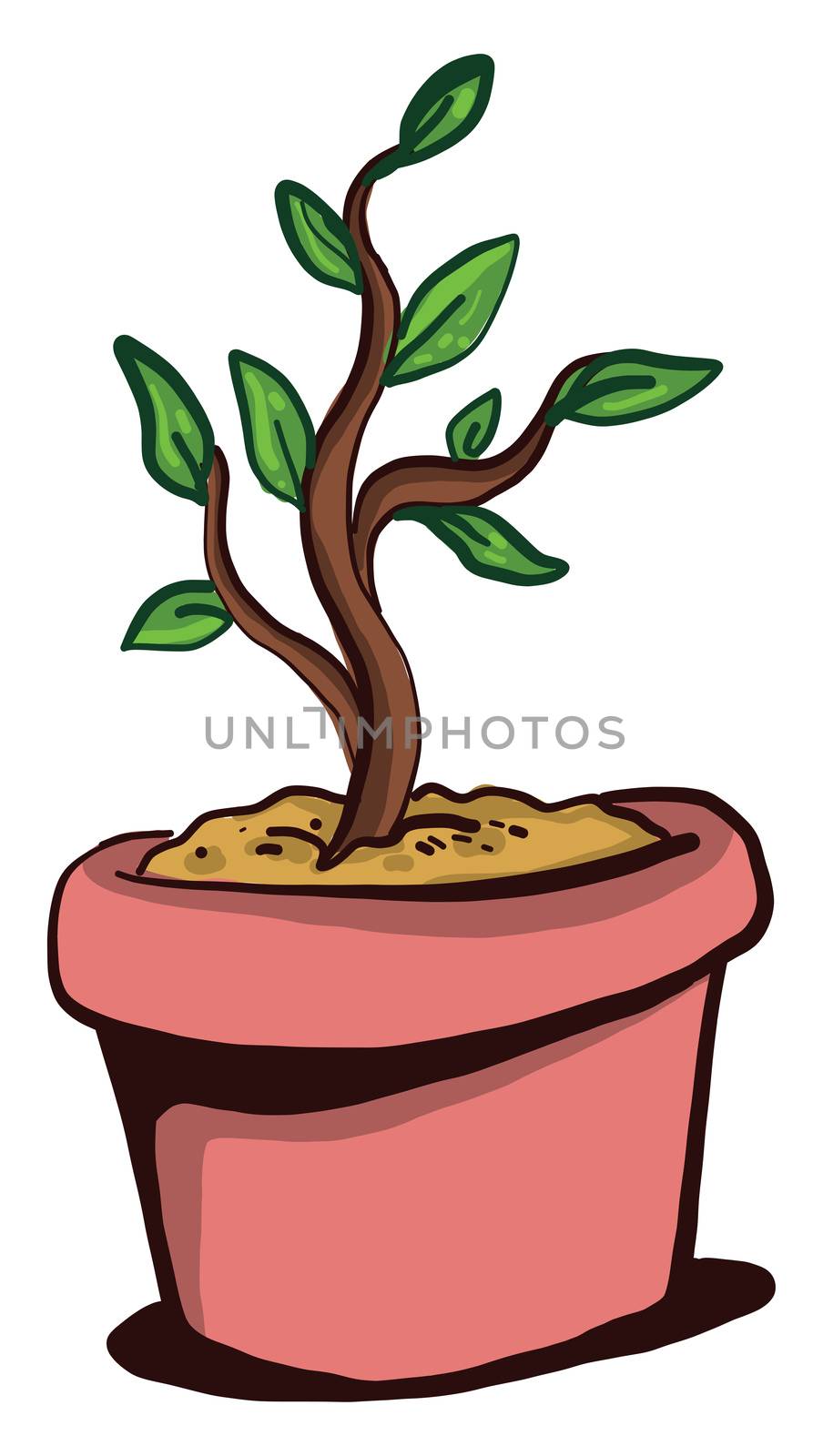 ZZ plant in pot , illustration, vector on white background by Morphart