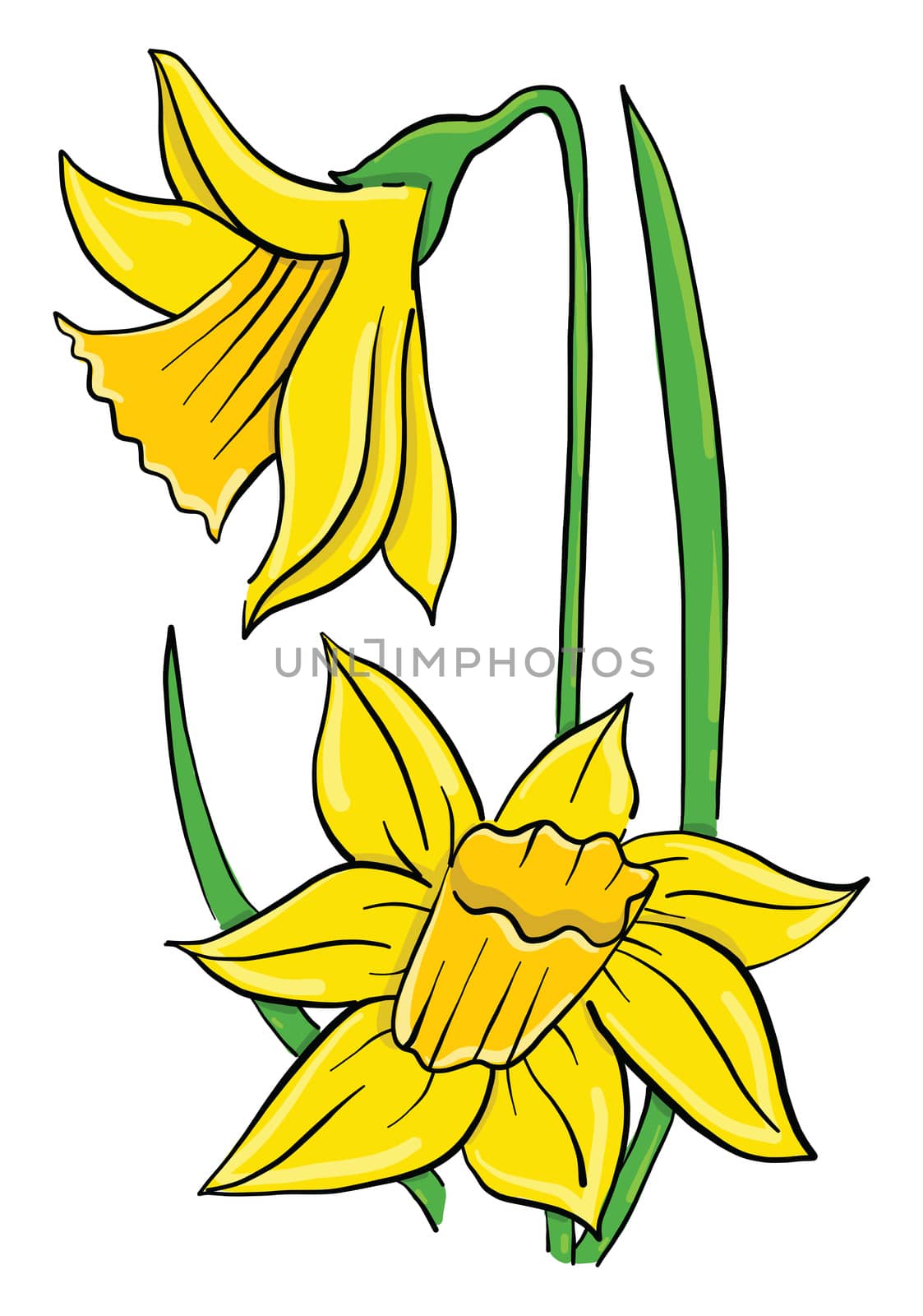 Yellow daffodil , illustration, vector on white background