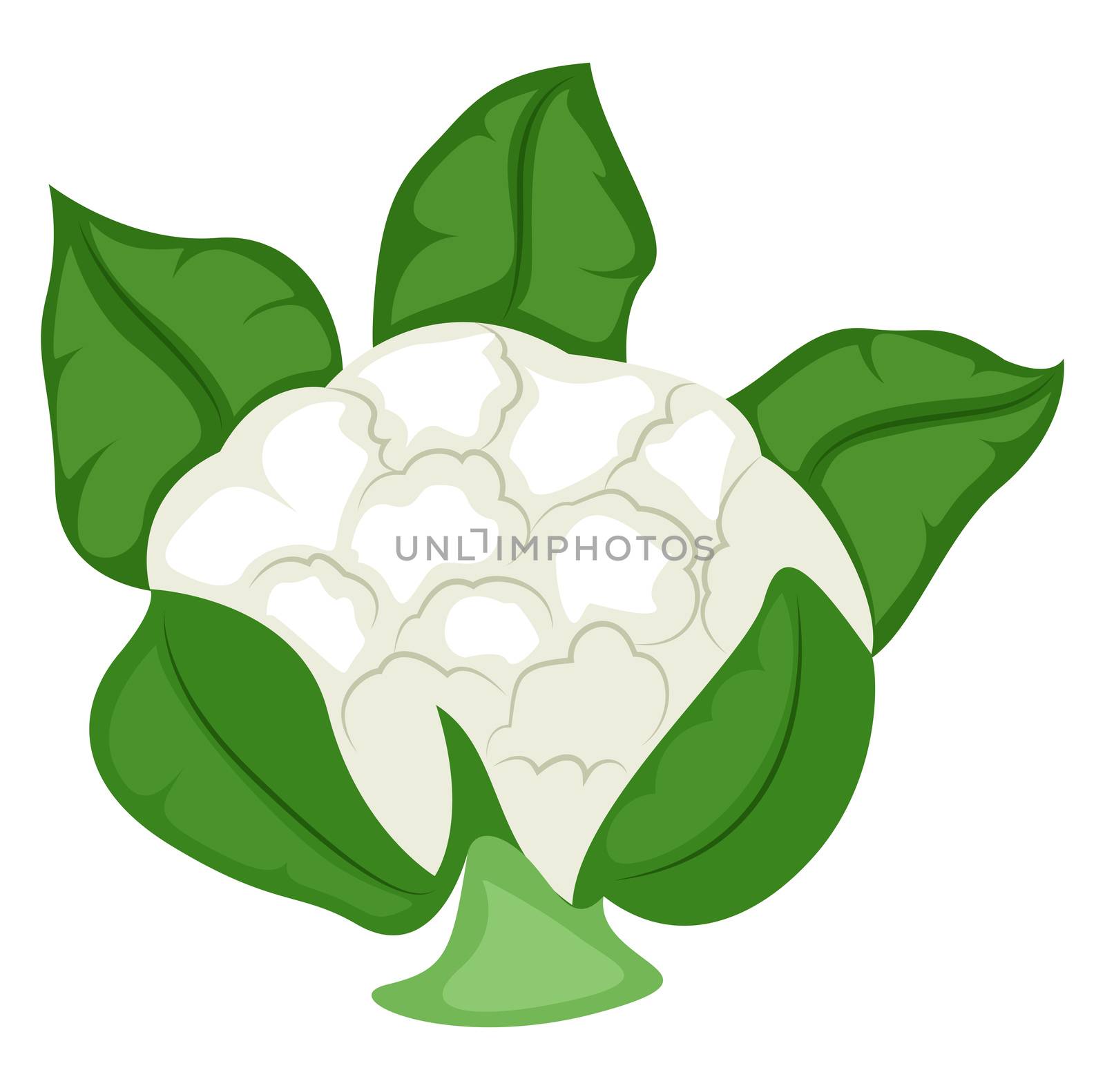 Fresh cauliflower, illustration, vector on white background by Morphart