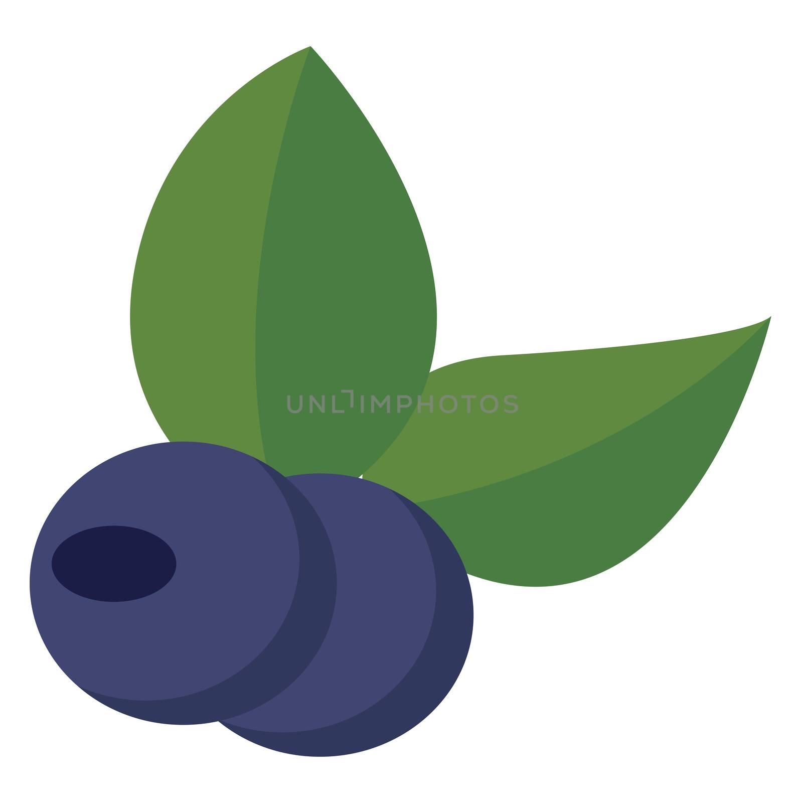 Blueberry flat, illustration, vector on white background by Morphart