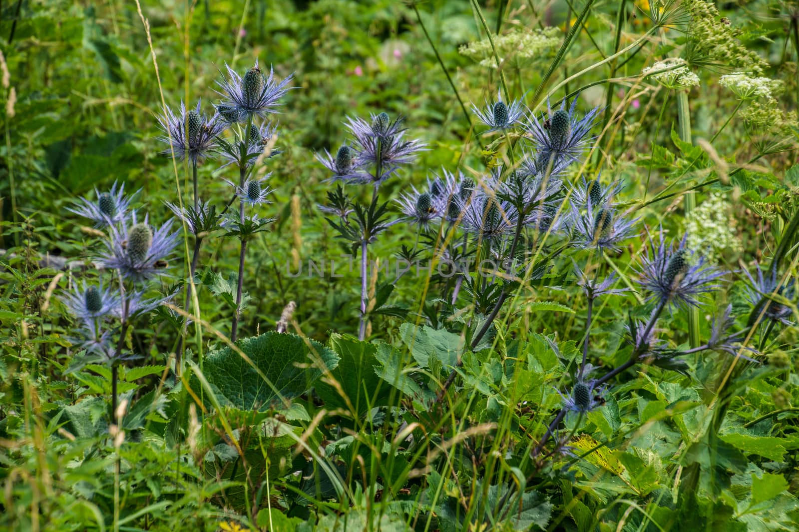 eryngium alpinum,pass of jaman,swiss