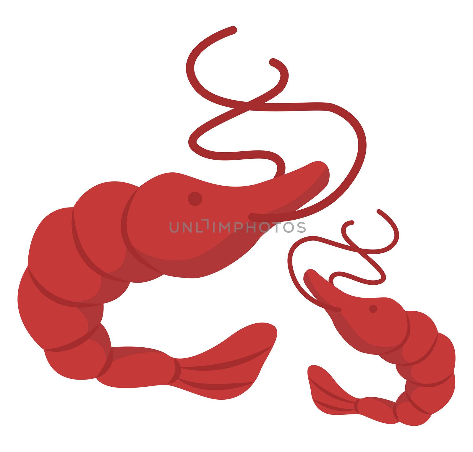 Cray fish, illustration, vector on white background