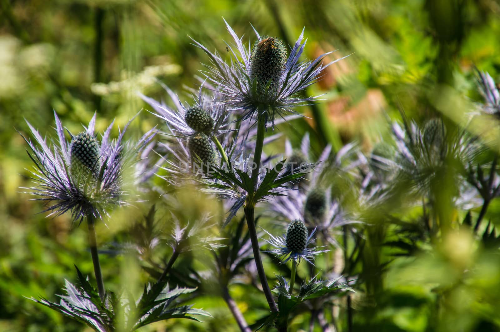 eryngium alpinum,pass of jaman,swiss