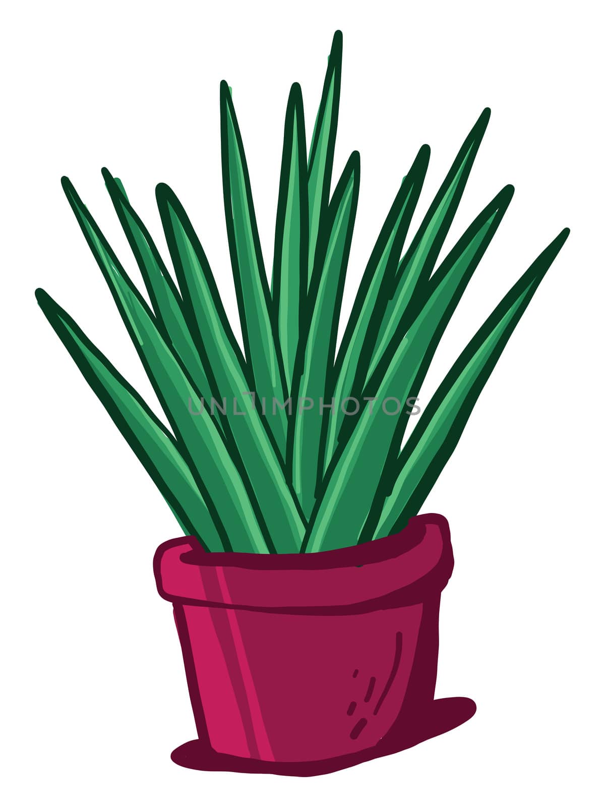 Yucca in pot , illustration, vector on white background by Morphart