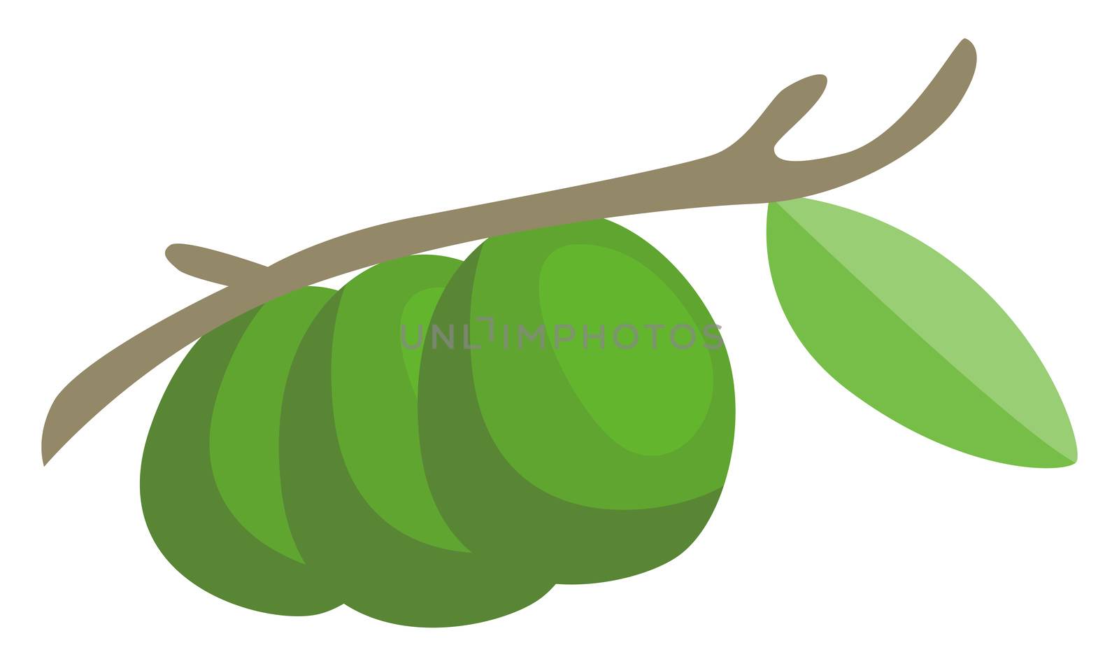 Green avocado on tree, illustration, vector on white background by Morphart