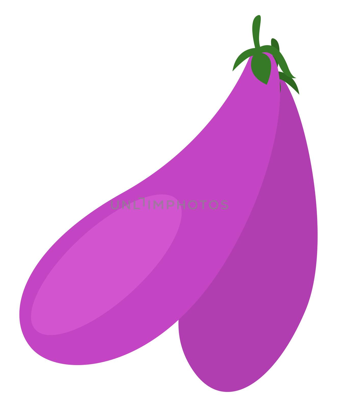Purple eggplant, illustration, vector on white background
