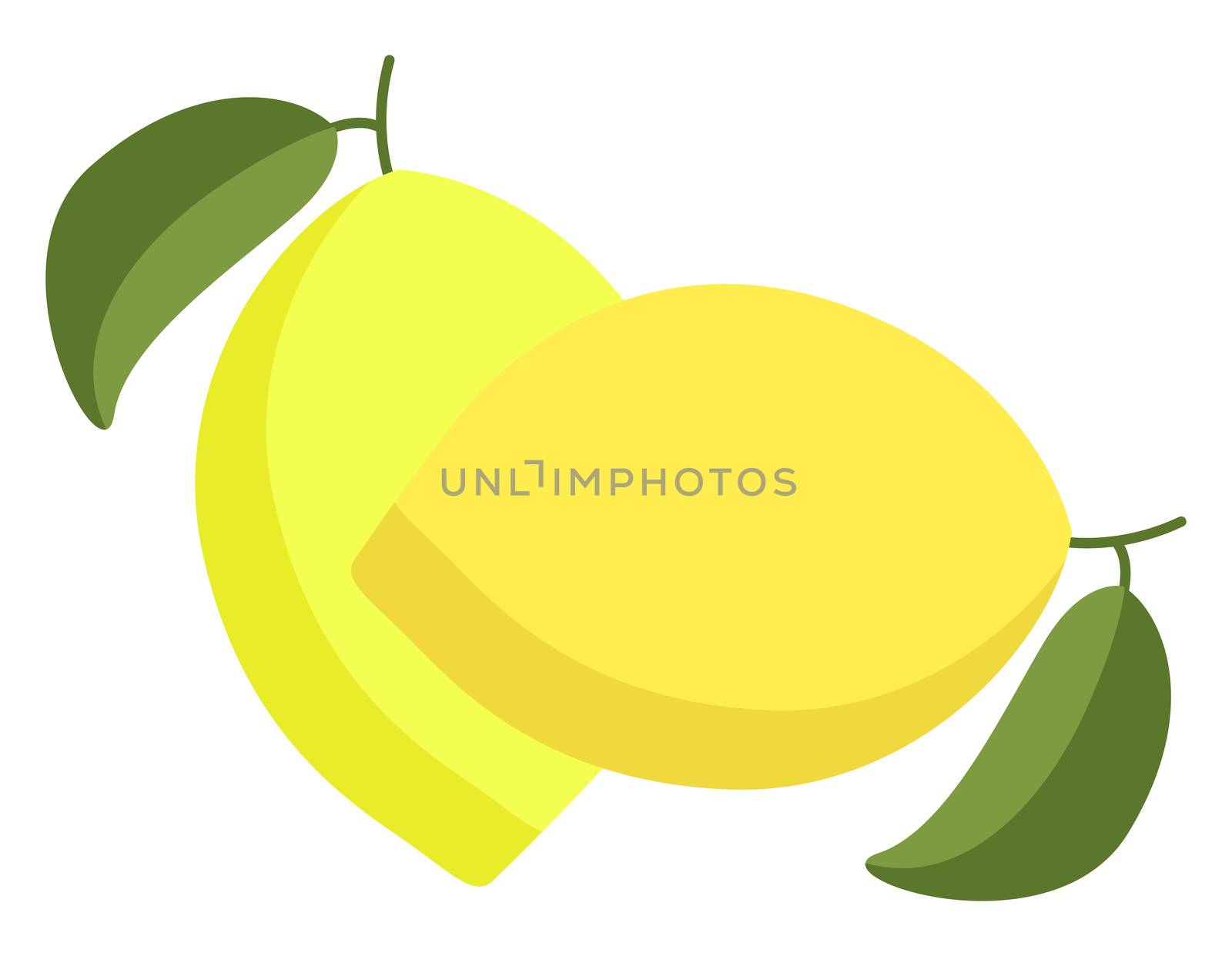 Fresh lemons, illustration, vector on white background