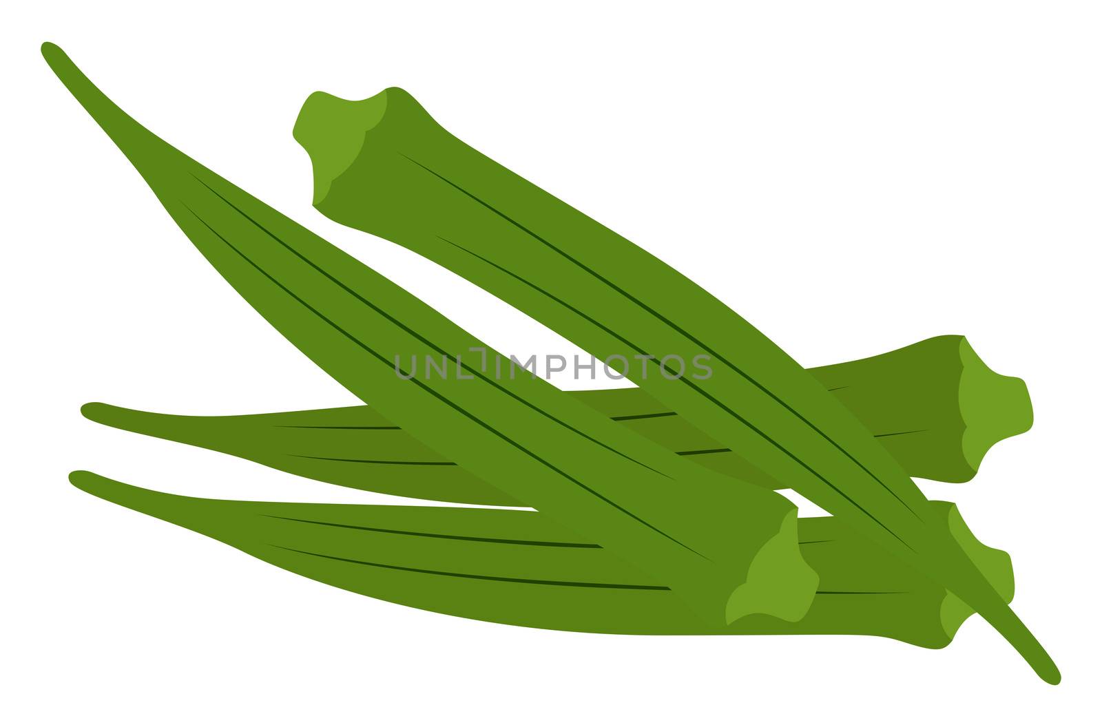Green okra, illustration, vector on white background