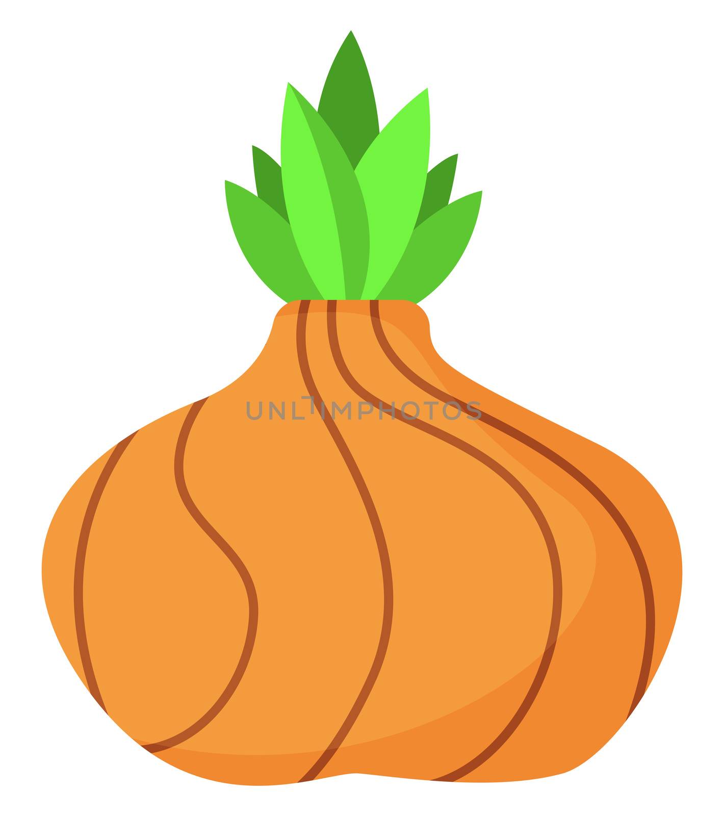 Fresh onion, illustration, vector on white background by Morphart