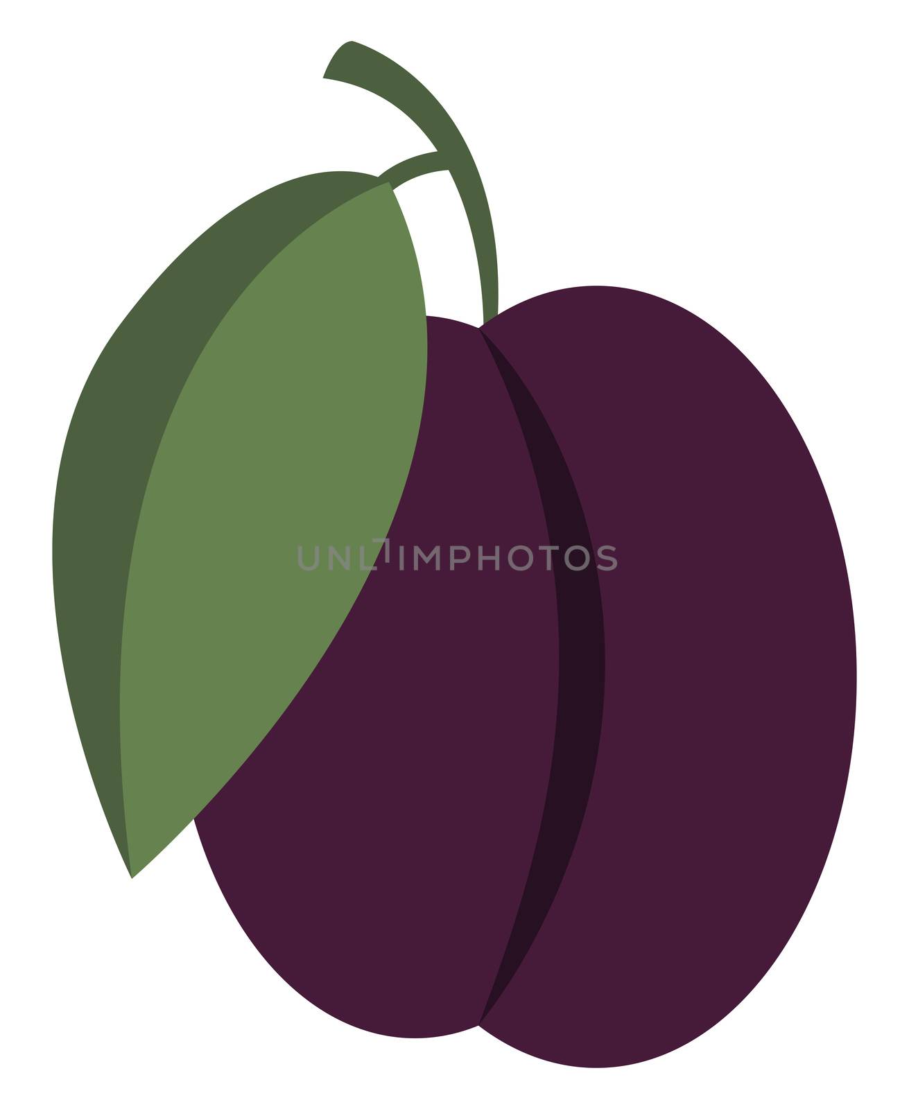 Purple plum, illustration, vector on white background by Morphart