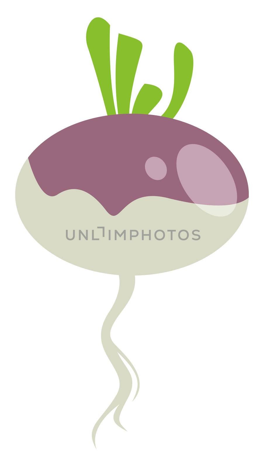 Fresh turnip, illustration, vector on white background by Morphart