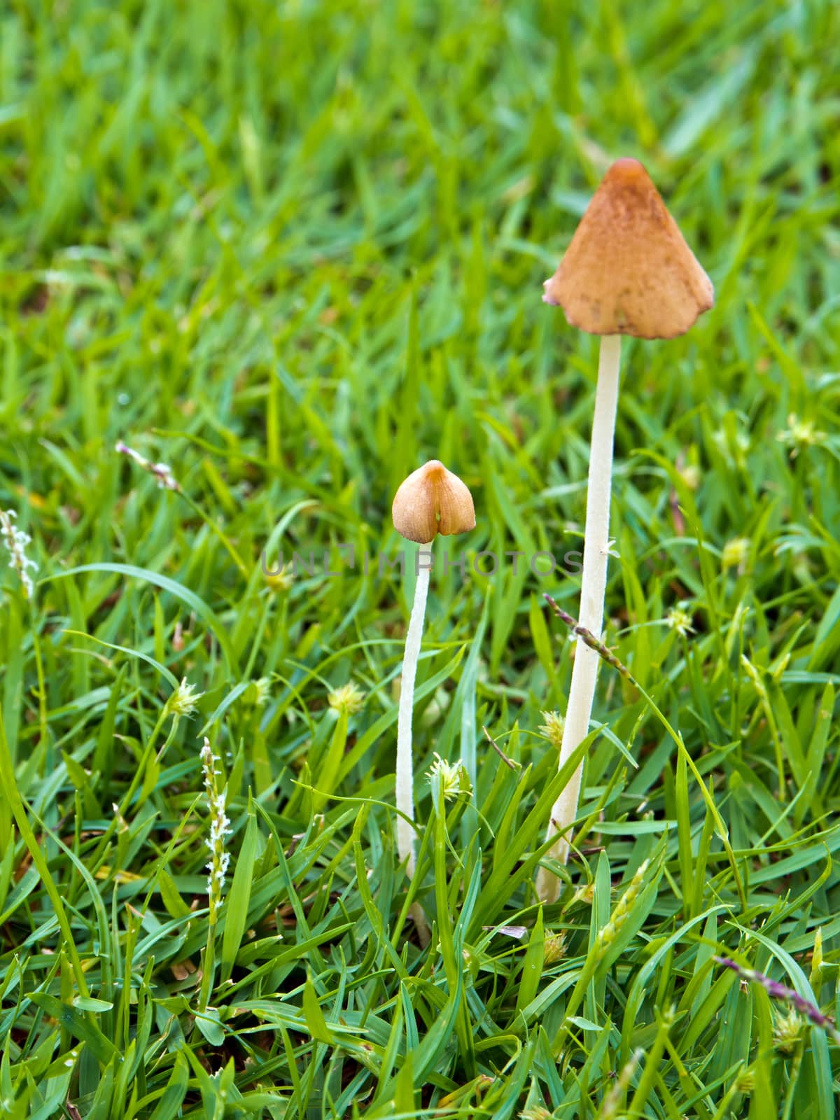 Mushrooms growing on the green lawn by Satakorn