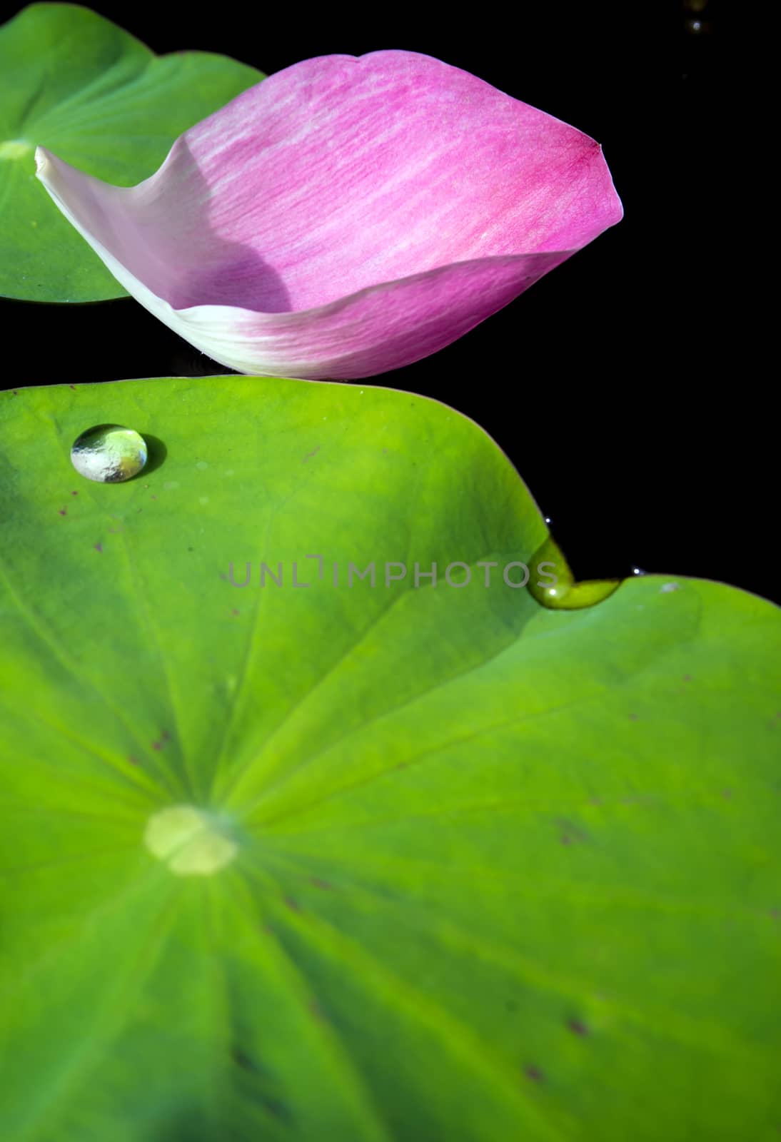 Water dew on lotus leaf