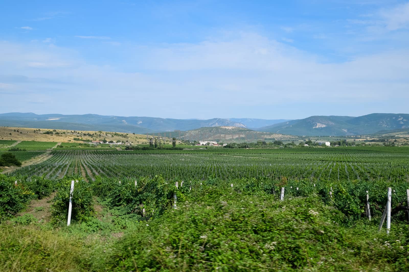 Fields with vineyards on trellises. a Hills with vineyards.