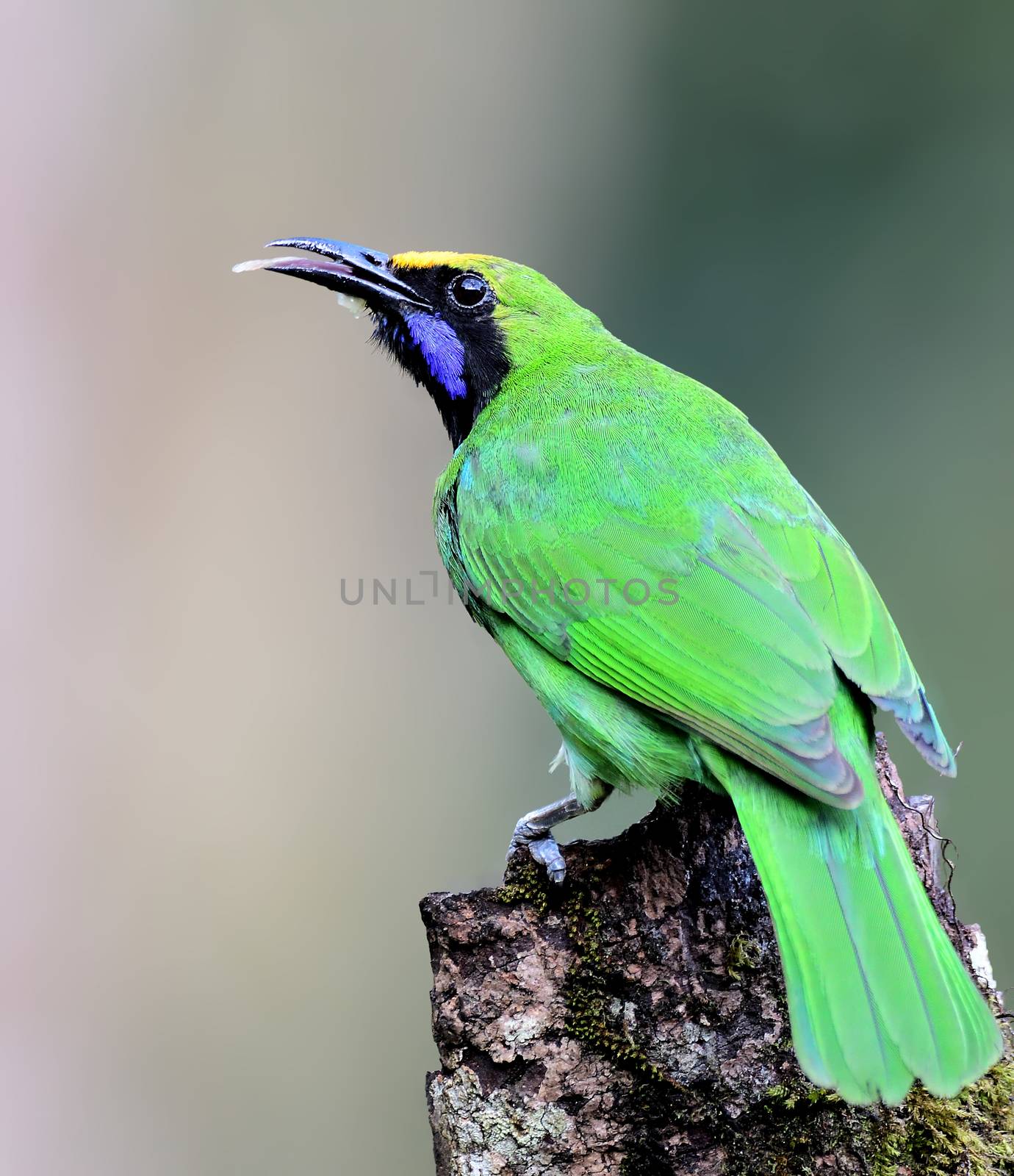 The golden-fronted leafbird is a species of leafbird. It is found from the Indian subcontinent and south-western China, to south-east Asia and Sumatra.