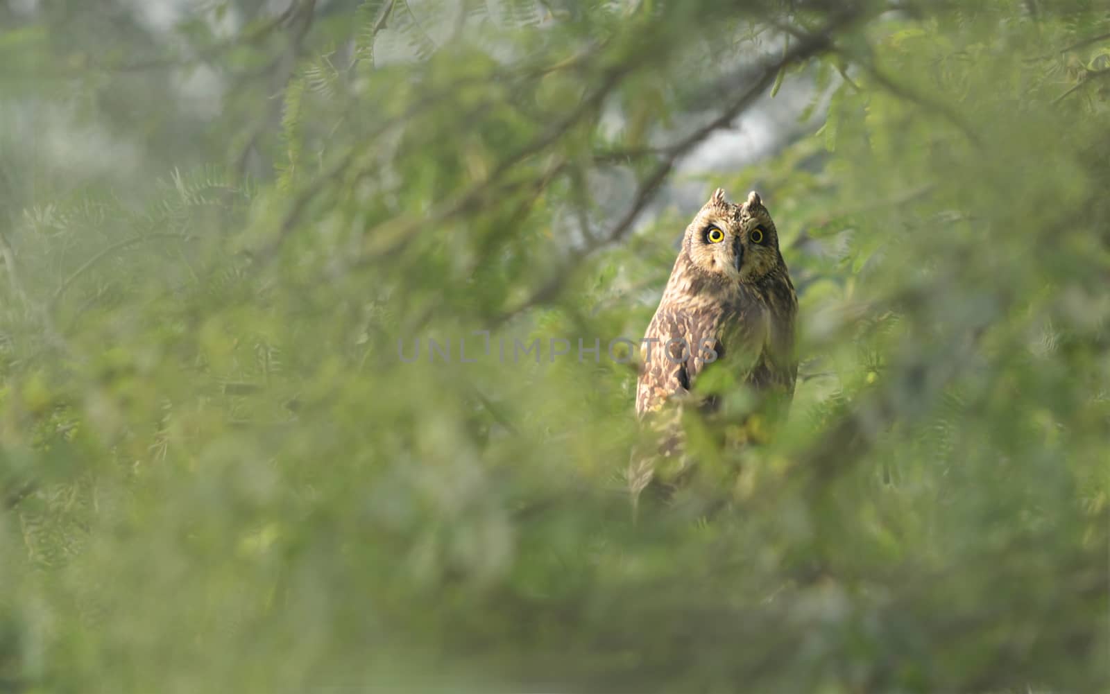 Short-eared owl by rkbalaji