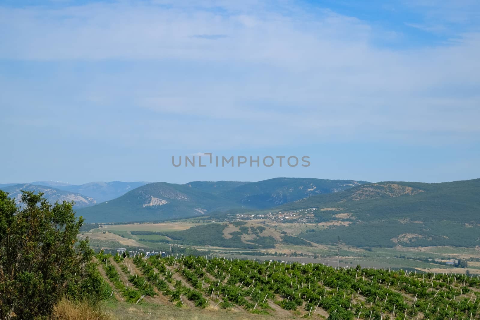 Fields with vineyards on trellises. Hills with vineyards. by fedoseevaolga