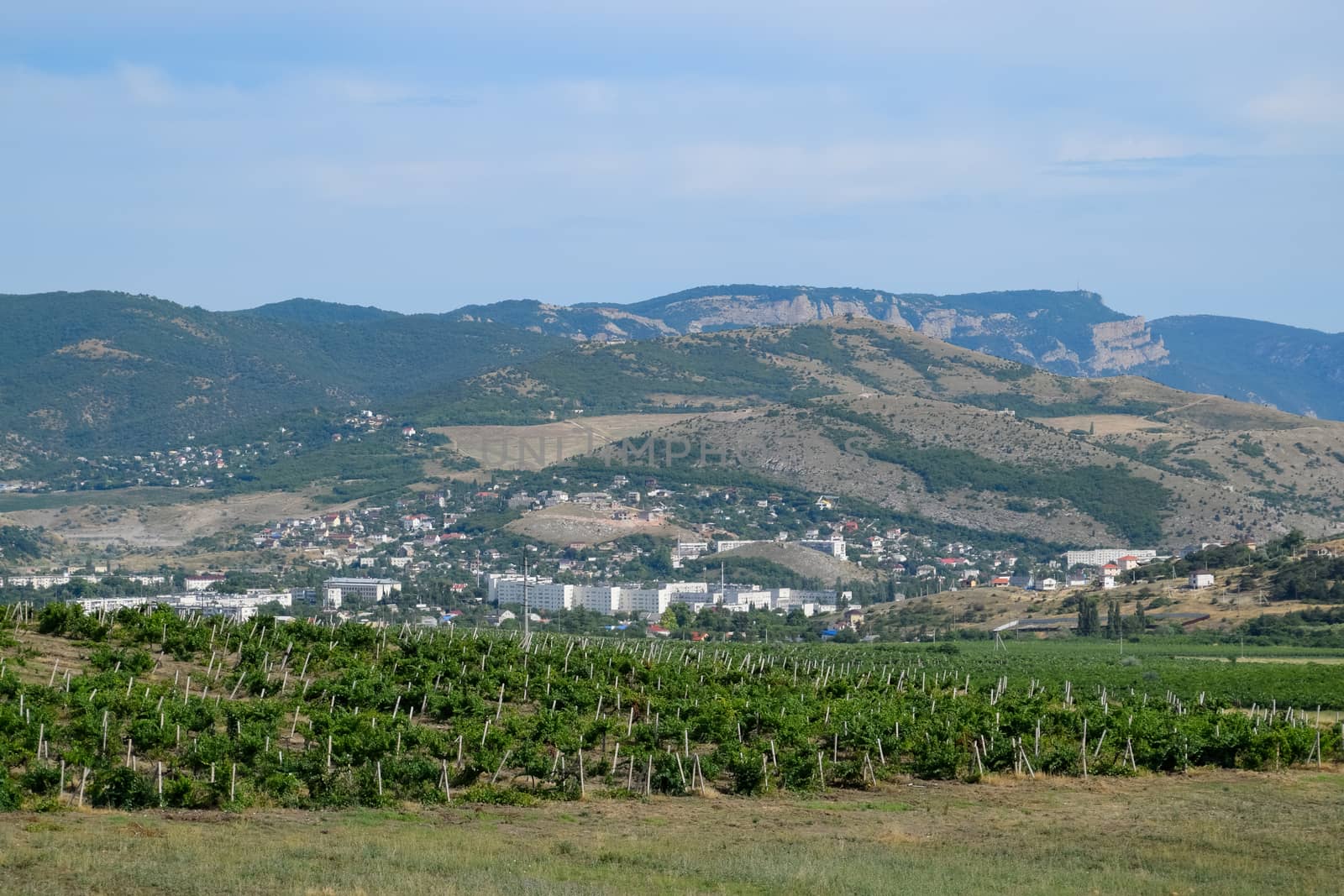 Fields with vineyards on trellises. Hills with vineyards. by fedoseevaolga