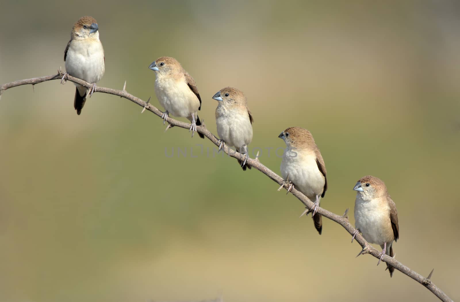 The Indian silverbill or white-throated munia is a small passerine bird found in the Indian Subcontinent and adjoining regions.