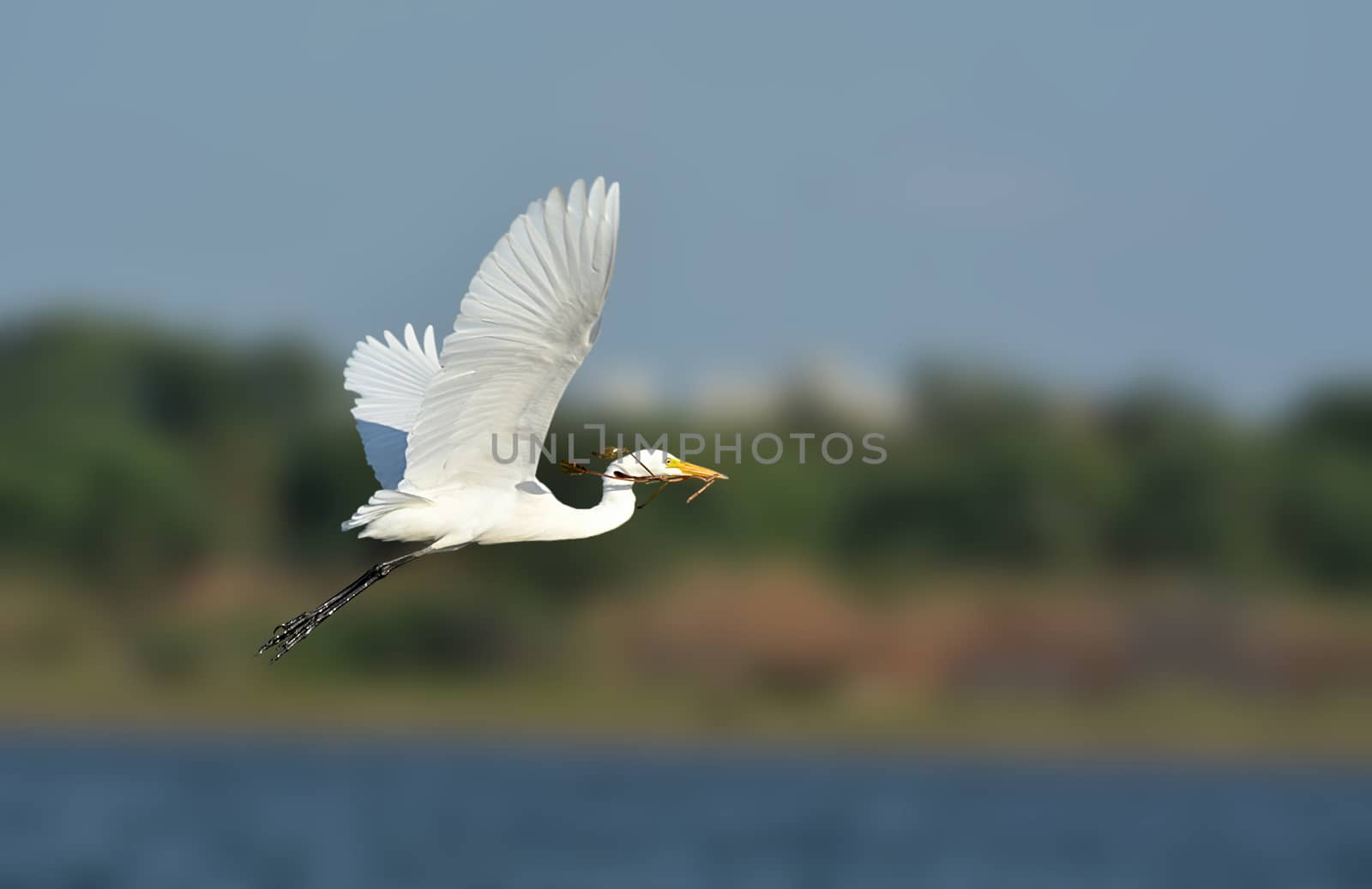 The intermediate egret, median egret, smaller egret, or yellow-billed egret is a medium-sized heron.