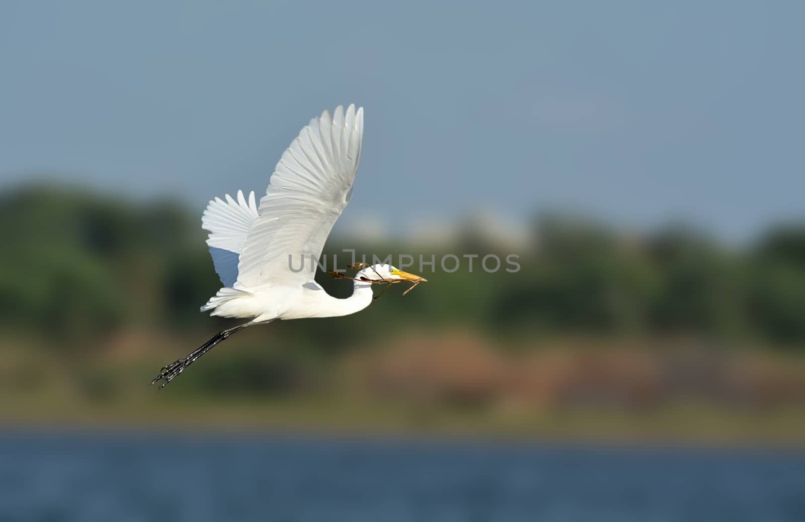 Intermediate egret pose by rkbalaji