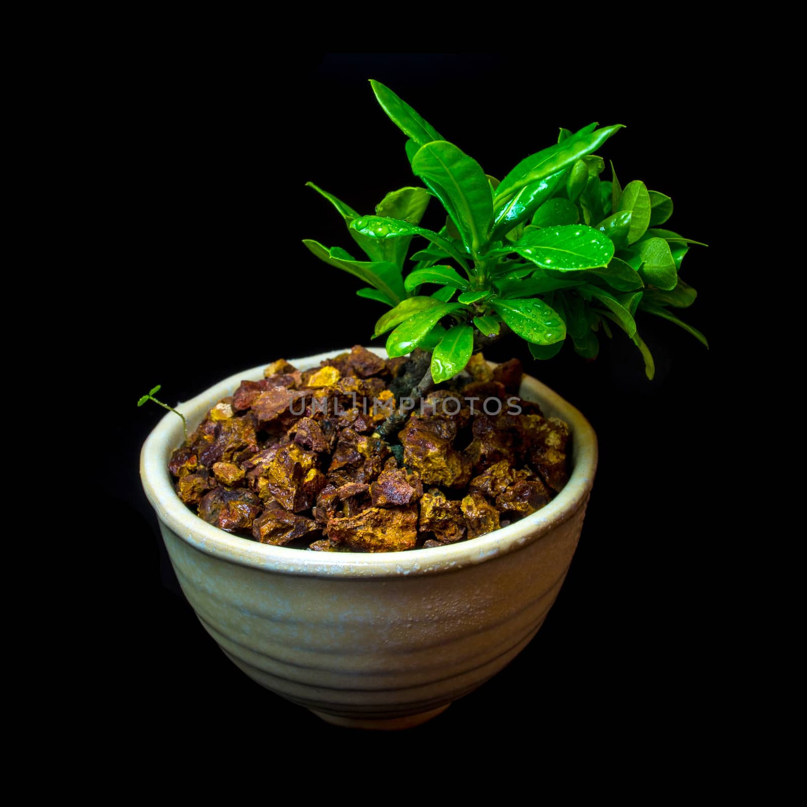 Small tree in white ceramic pot on black background