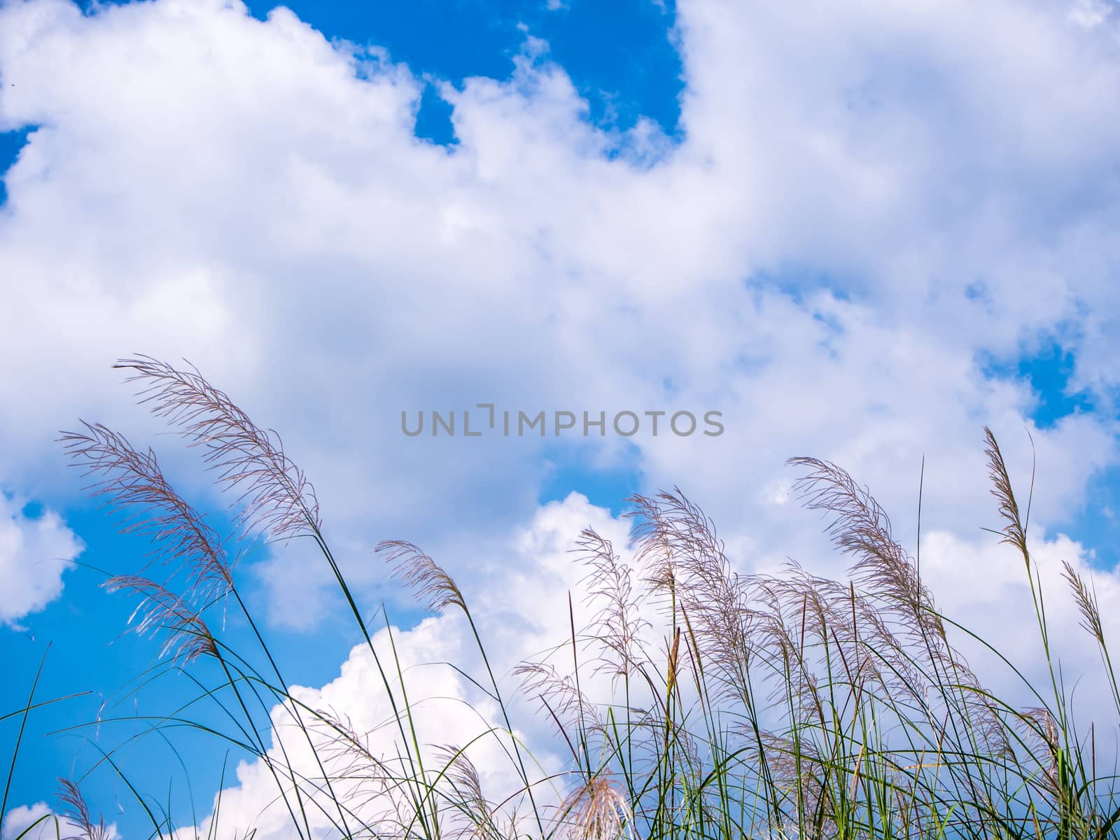 Flower of Kans grass sway in wind and the white clouds in blue sky
