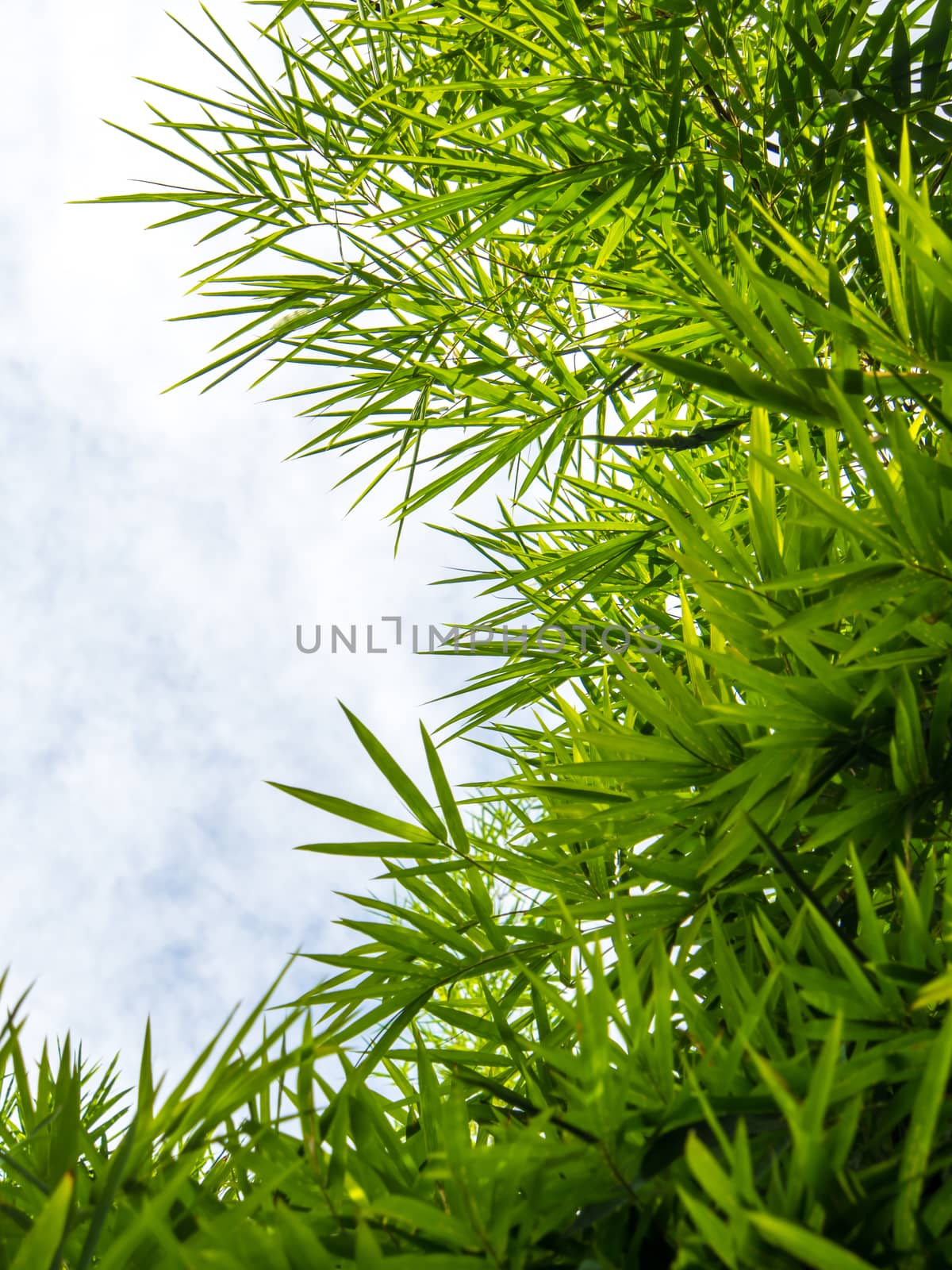 Vivid green color of bamboo leaves / green background