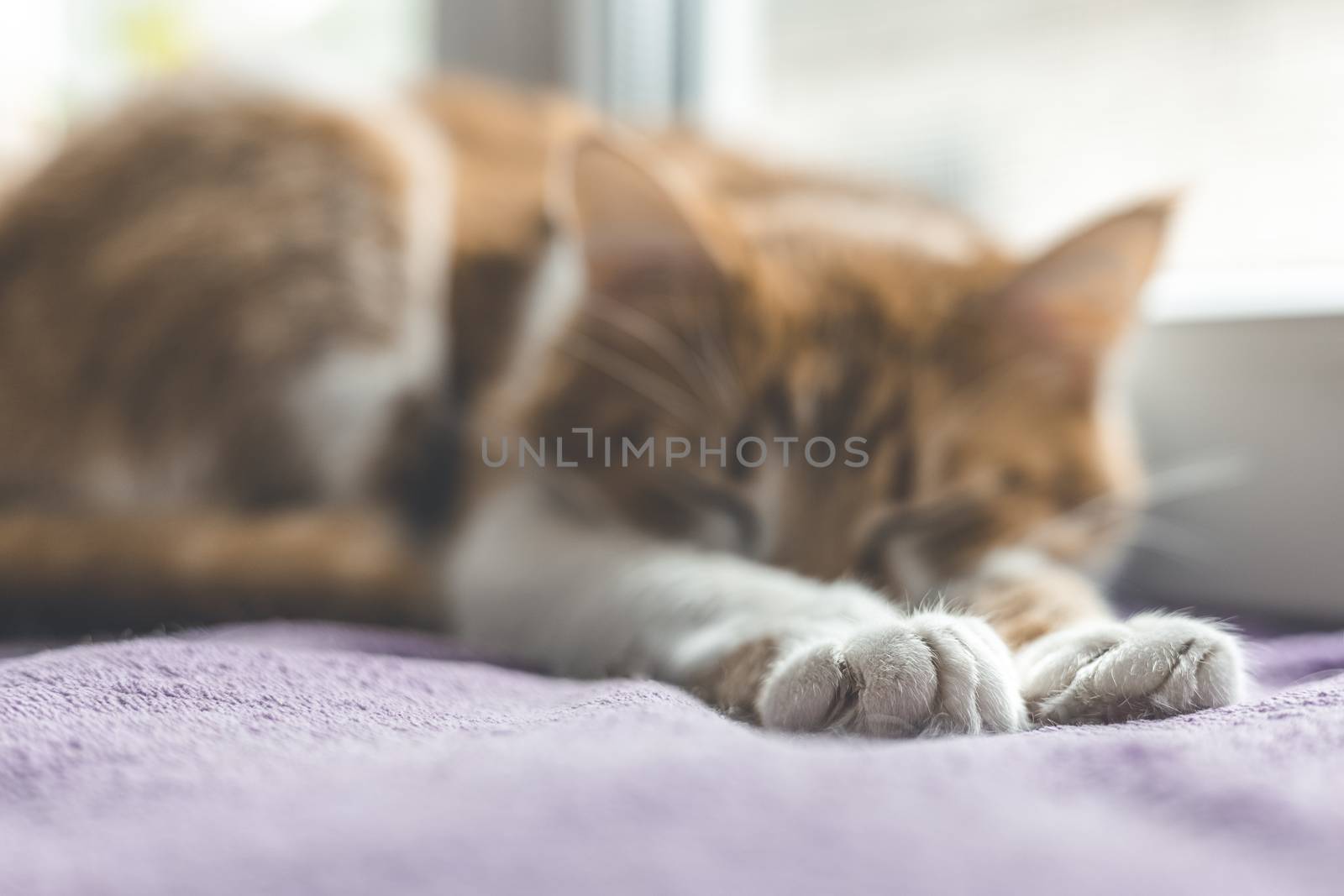 Cute foot and tail of cat. Red and white kitty out of focus slee by ArtSvitlyna