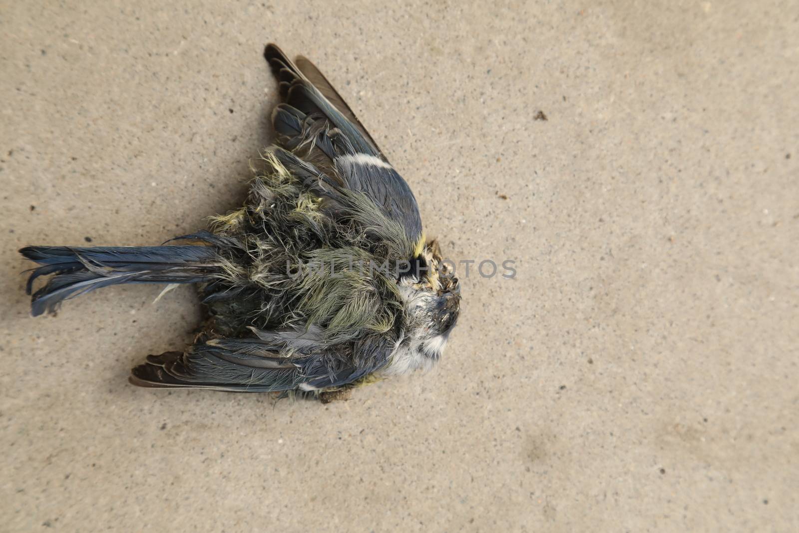 Close up of the Pigeon