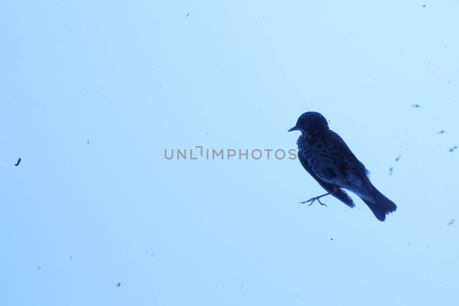 Close up of the Pigeon