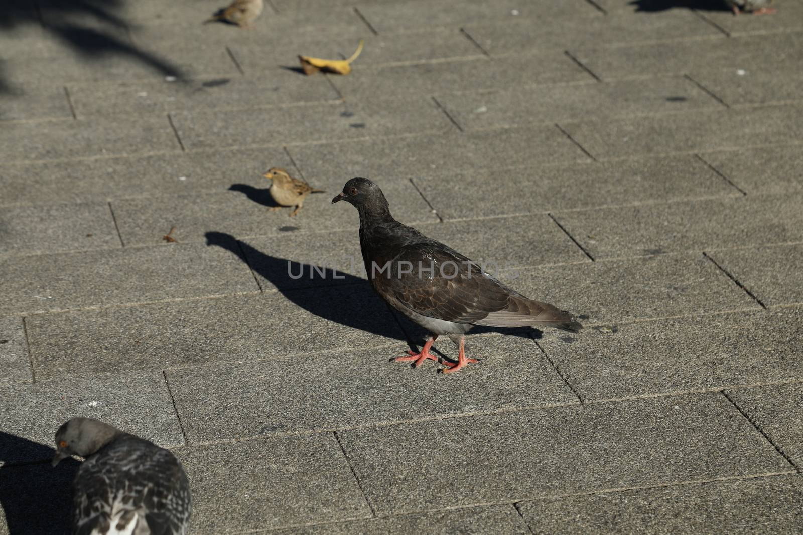 Close up of the Pigeon