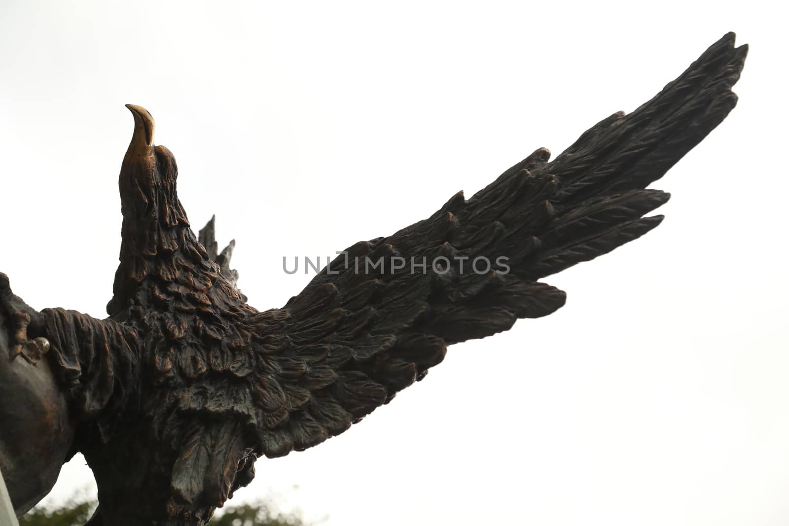 Close up of the Pigeon