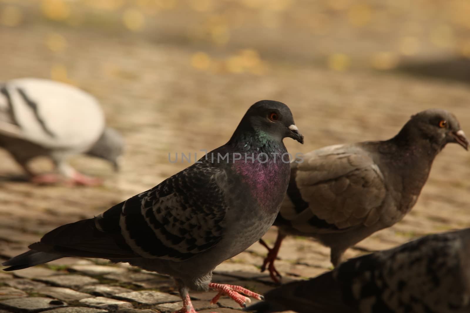 Close up of the Pigeon