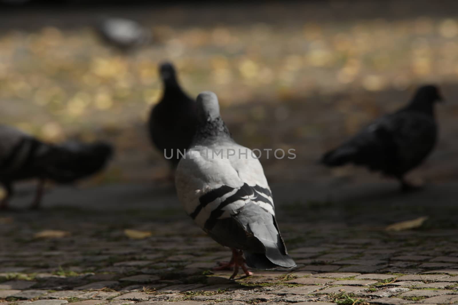 Close up of the Pigeon