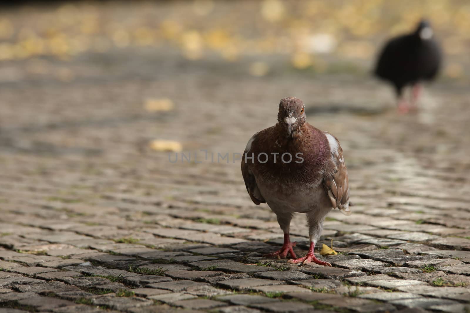 Close up of the Pigeon