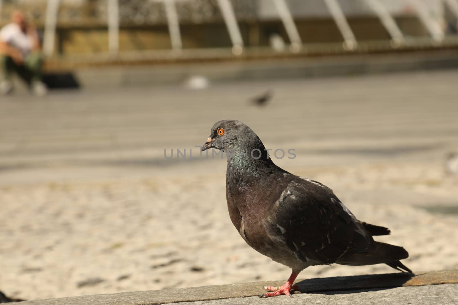 Close up of the Pigeon