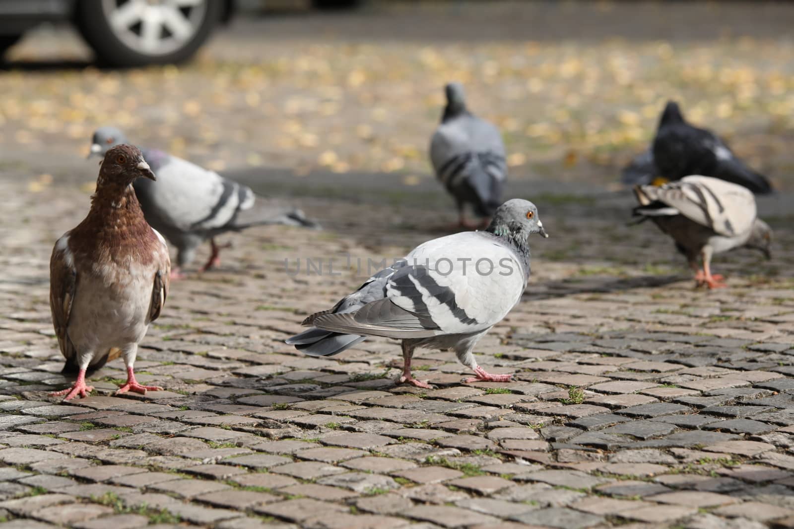 Close up of the Pigeon
