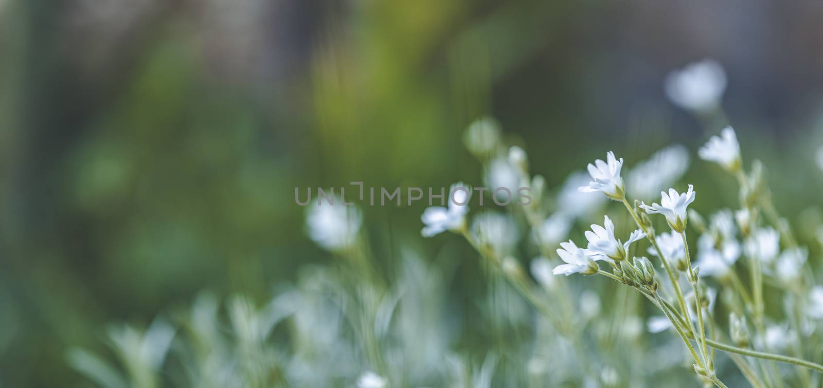 Panoramic view to spring background art with white flowers. Spring day, close up, shallow depths of the field. Meadow with spring flowers in sunny day