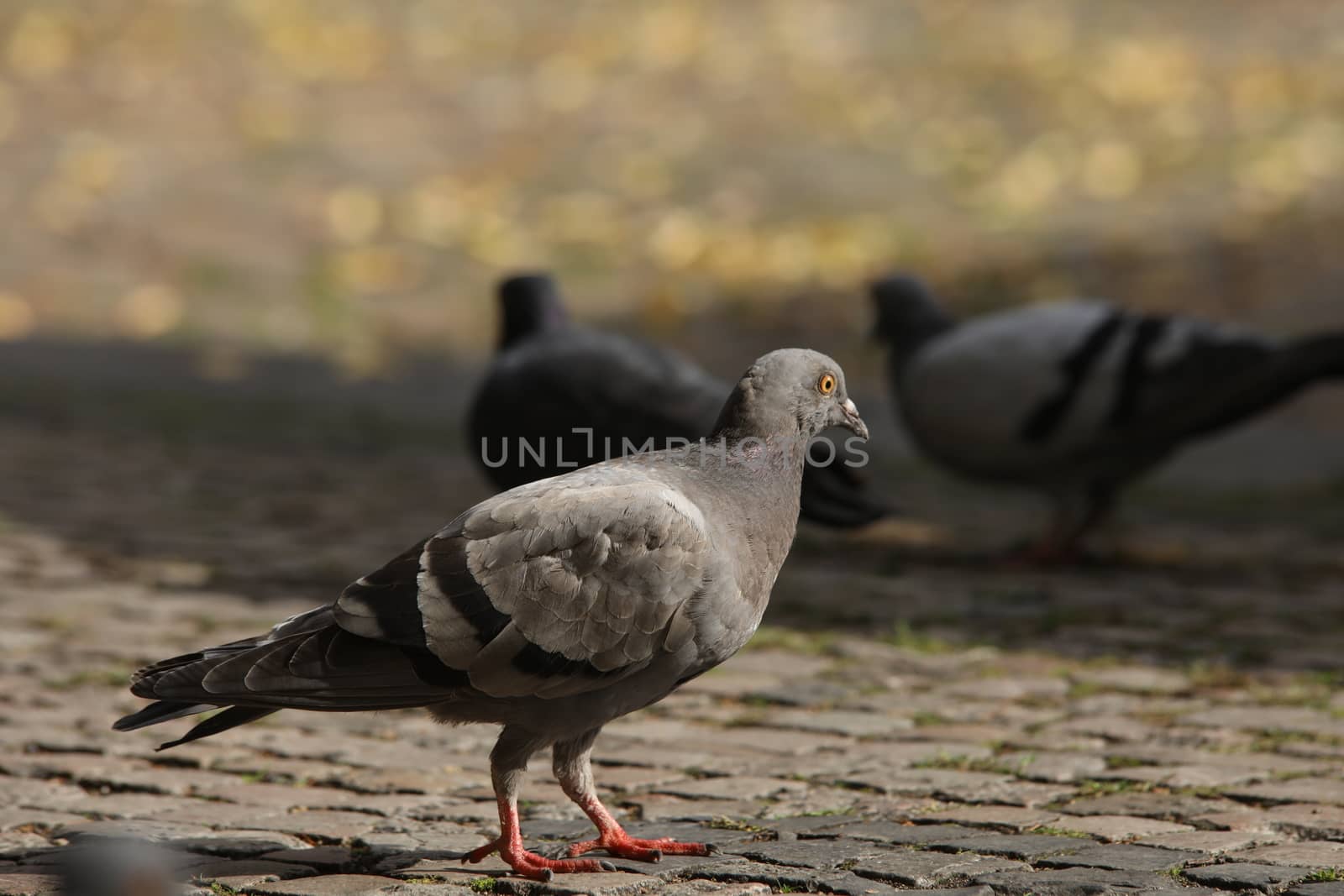 Close up of the Pigeon
