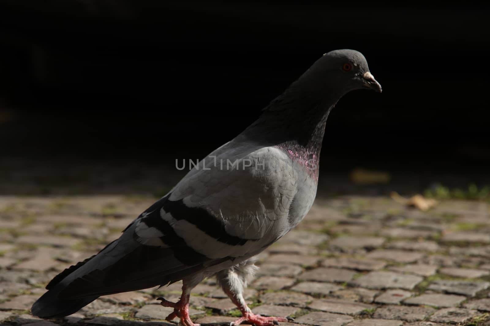 Close up of the Pigeon