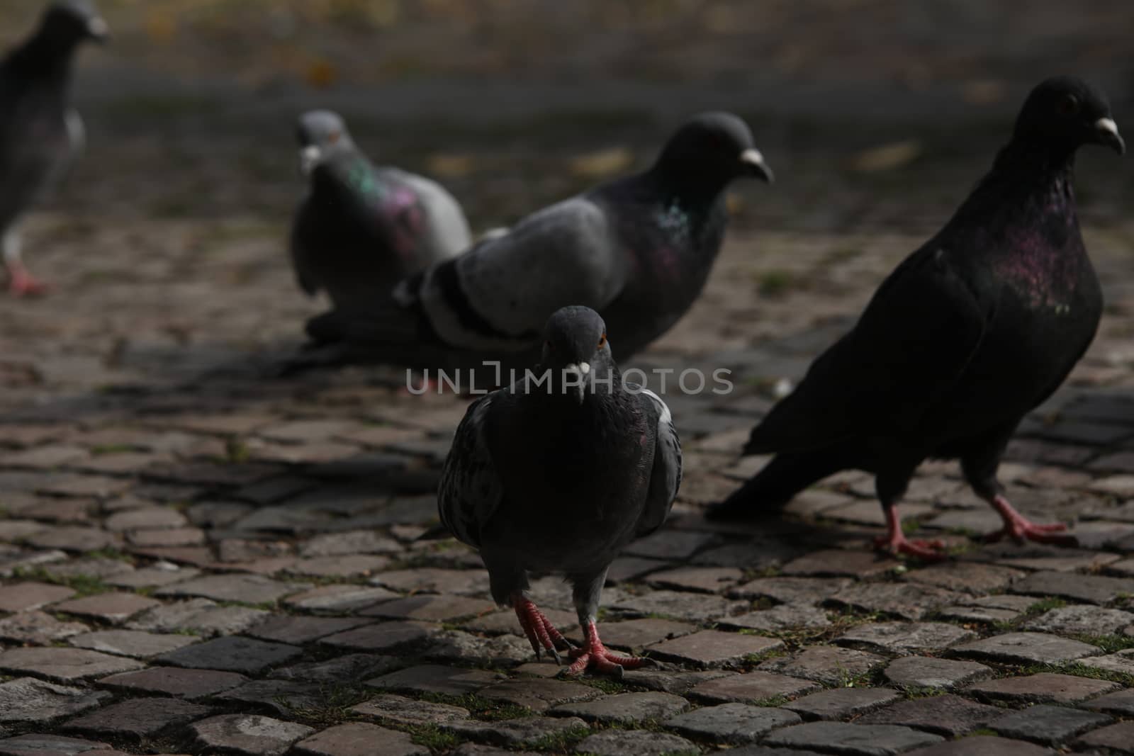Close up of the Pigeon