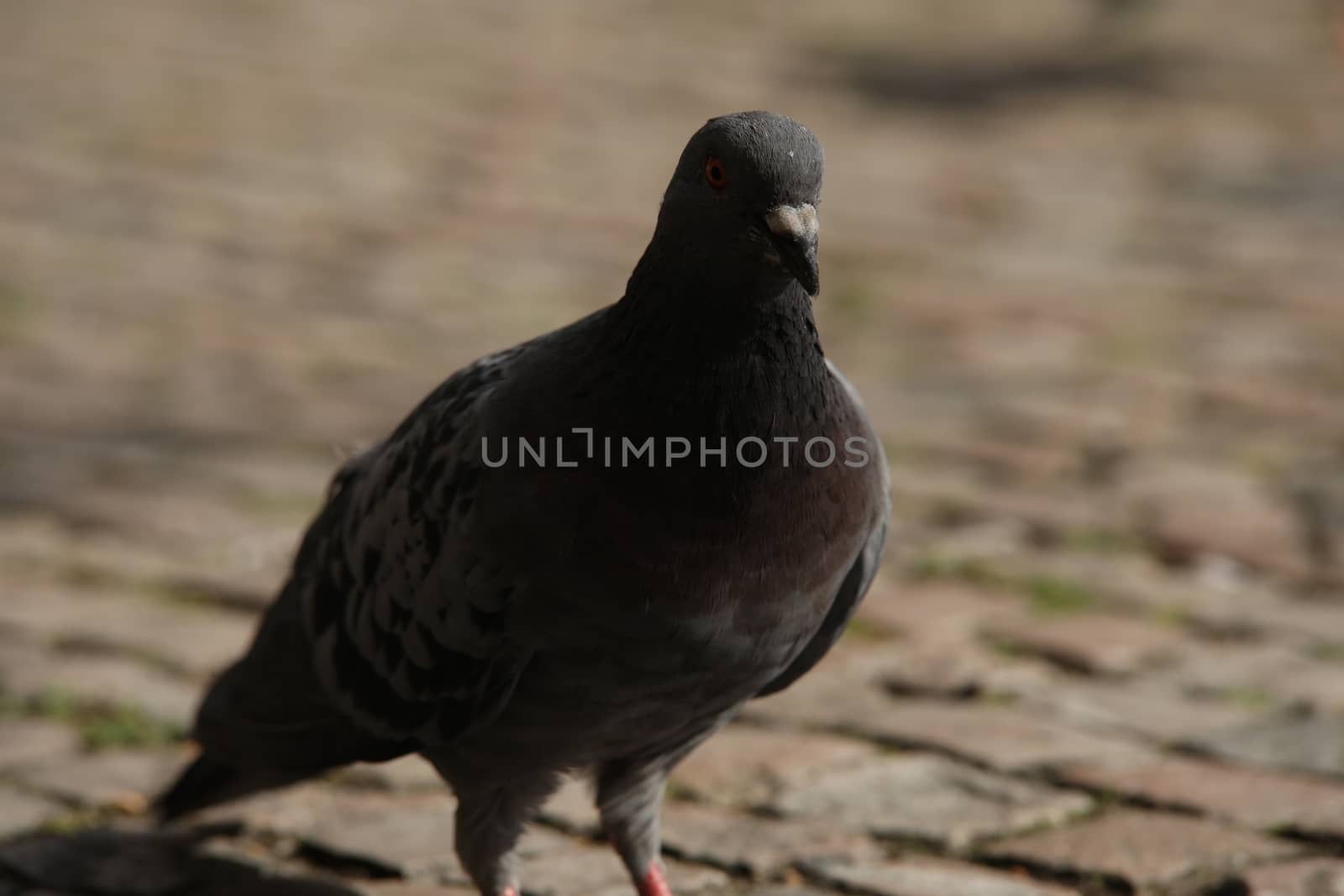 Close up of the Pigeon