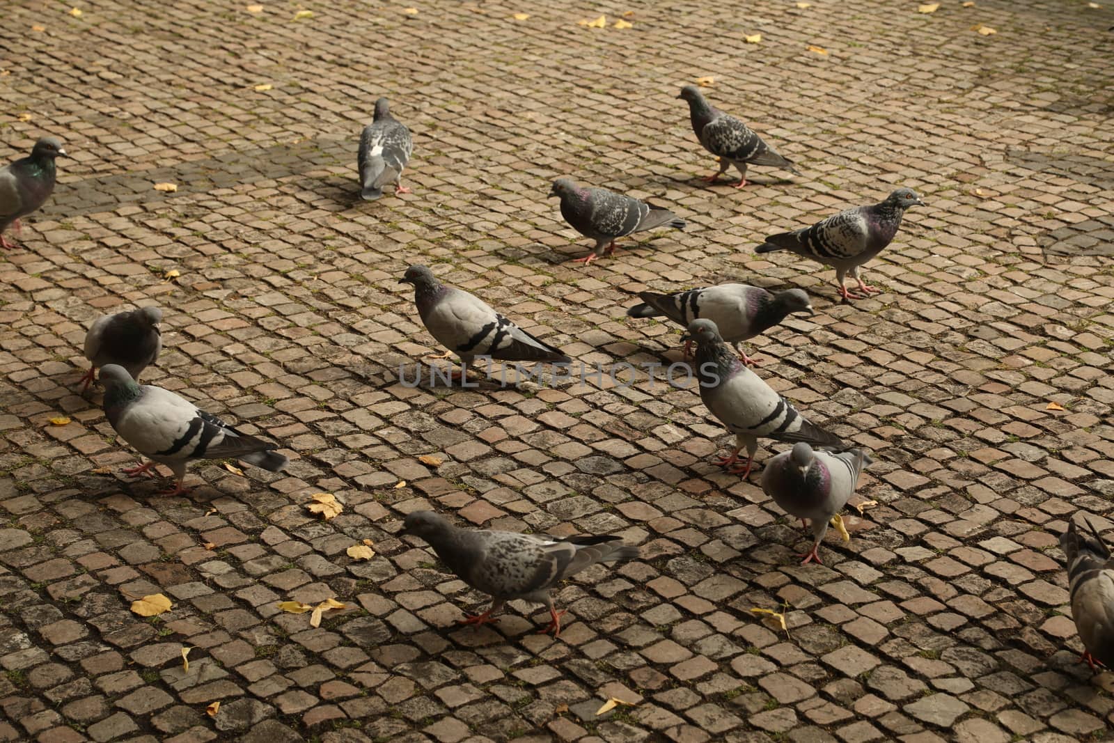 Close up of the Pigeon