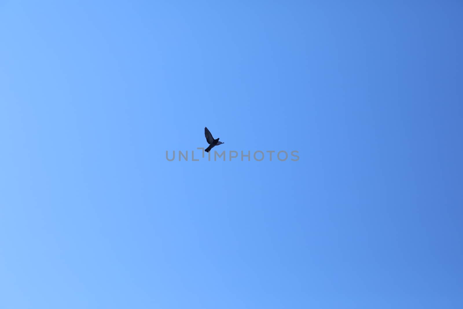 Close up of the Pigeon