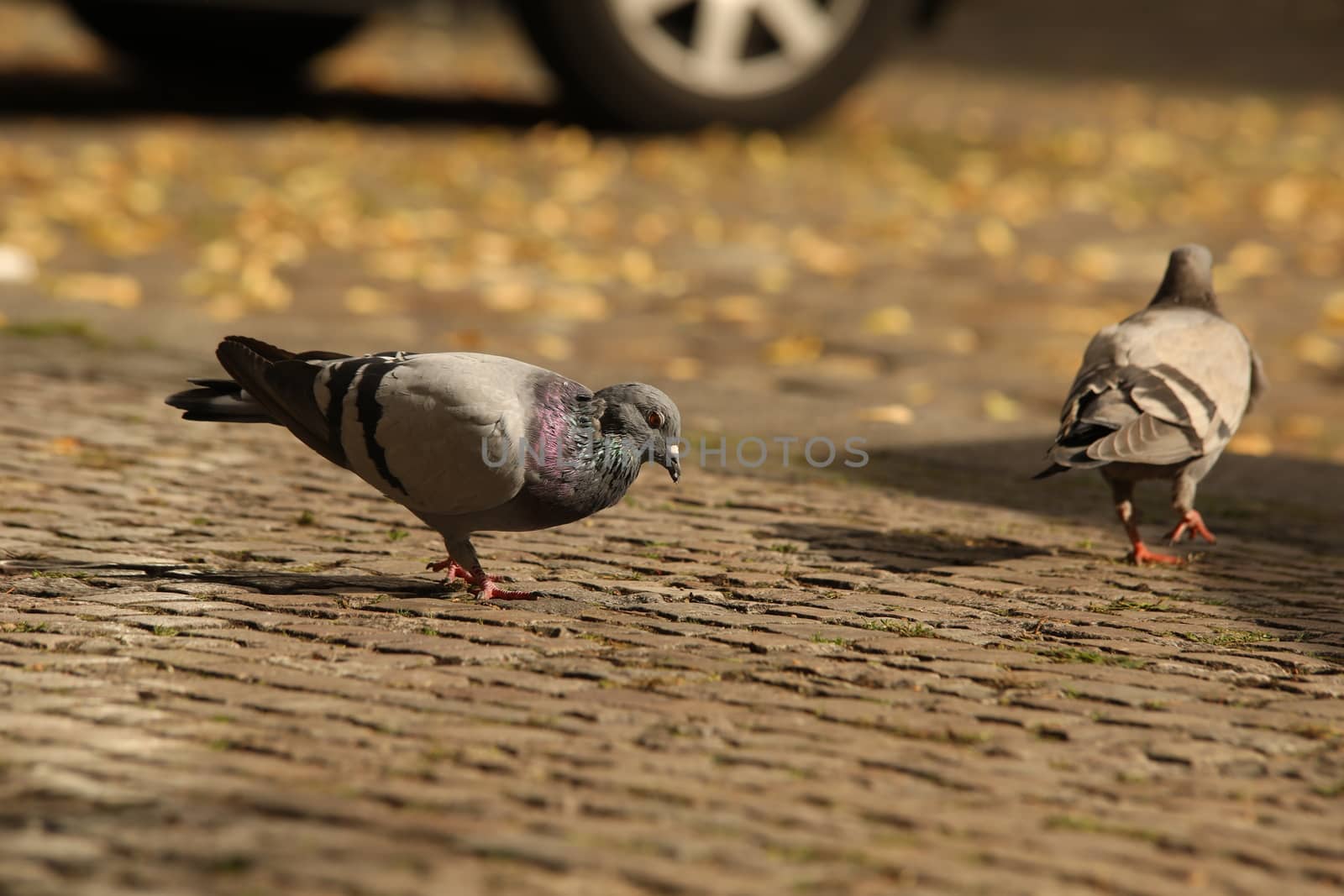 Close up of the Pigeon
