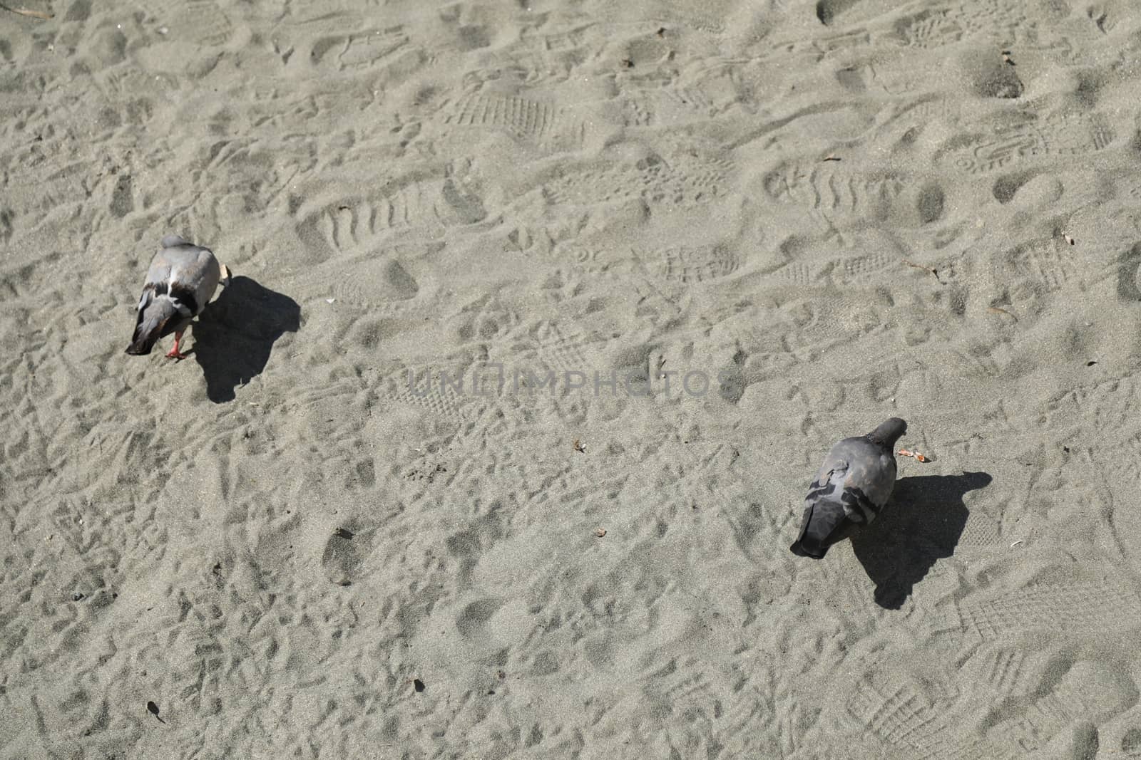 Close up of the Pigeon